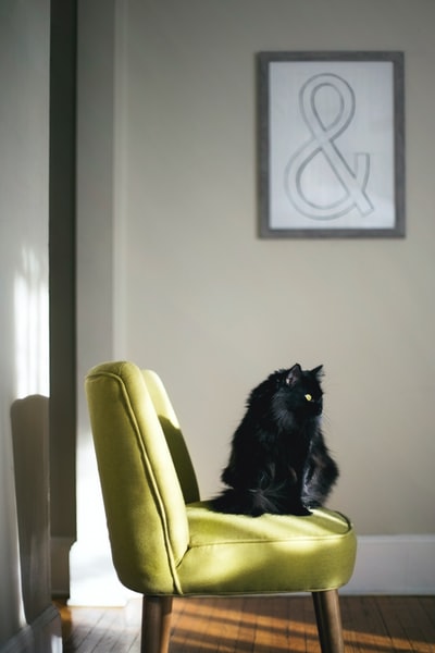 黑猫坐在绿色沙发上被阳光照射